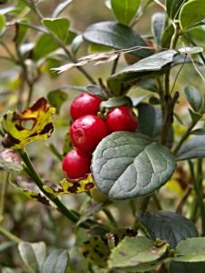 Cranberry ou canneberge pour lutter contre la cystite