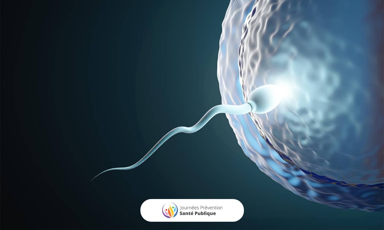 Durée de vie spermatozoide